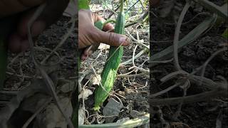 Harvesting Fresh ridge gourd nature farming ridgegourd shorts [upl. by Simdars]