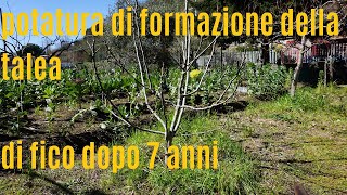 Potatura di formazione della pianta di fico [upl. by Ynots77]