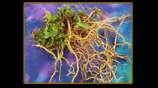 SHEEP SORREL ROOTS IN ESSIAC [upl. by Randie]