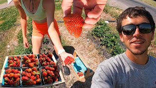 Harvesting Our First Strawberries [upl. by Yehc578]