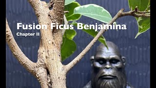 Fusion Ficus Benjamin Prebonsai Chptr II Bald Yeti [upl. by Saimerej]