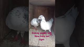 Debraj pogen loft New kala san tiger birde 😎😎😎❤️ [upl. by Gerardo775]