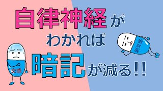 自律神経がわかれば暗記が減らせる！交感神経と副交感神経の仕組みを理解しよう！【看護の薬理】 [upl. by Anyela188]