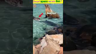 Dwarf sperm whale vs sea lionfacts [upl. by Attena]