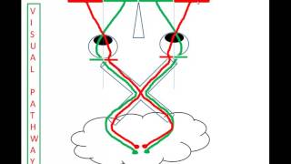 Visual Evoked Potentials 101 [upl. by Poole236]