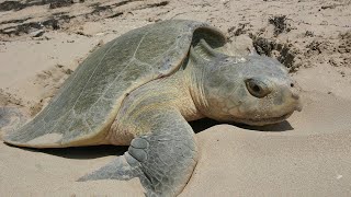 Facts The Kemps Ridley Sea Turtle [upl. by Zimmermann305]