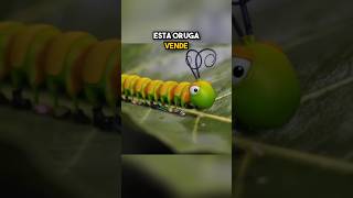 La Oruga Vendedora ¡Zapatos para Todos los Insectos 🐛👟 [upl. by Anaitat532]