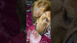 Eating Corn ASMR 🌽🎙️ asmr mukbang dog [upl. by Anirac985]