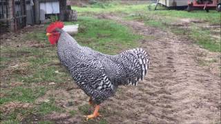 Il canto del gallo Gastone il nostro Gallo di razza Amrock  Il Verde Mondo [upl. by Orban]