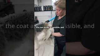 Does the fox terriers in your salon get nervous around blasters  Fox Terrier Trim Masterclass [upl. by Einaffets293]