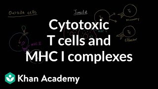 Cytotoxic T cells and MHC I complexes [upl. by Niahs]