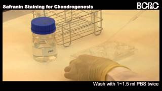 Safranin Staining for Chondrogenesis [upl. by Mckenna647]