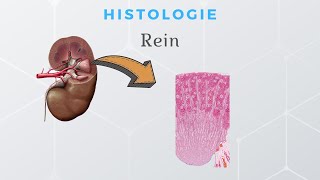 Histologie du Rein [upl. by Jory]