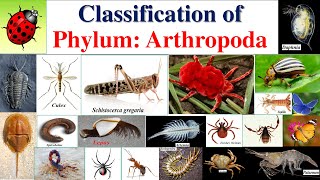 Arthropoda classification  Classification of Arthropoda Classification of Phylum ArthropodaPart 2 [upl. by Tanhya]