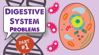 MCAT Biology Lecture Digestive System 12 [upl. by Dean928]