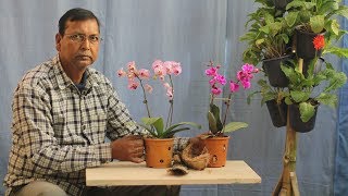 How to grow and care Orchids With English Caption [upl. by Alyson]