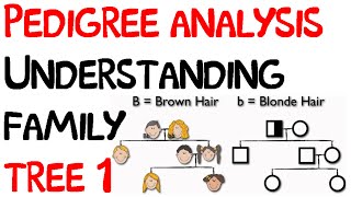 Pedigree analysis  understanding family tree 1 [upl. by Chloras87]