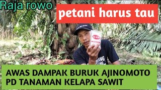 DAMPAK BURUK AJINOMOTO PD TANAMAN KELAPA SAWIT JIKA DOSIS BERLEBIHAN [upl. by Nosrak]