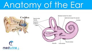 Anatomy and Physiology of the Ear [upl. by Portland]