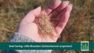 Sustainably Harvest Little Bluestem Schizachyrium scoparium Seeds [upl. by Nylrats]