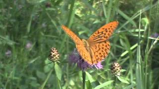 Perłowiec malinowiec Argynnis paphia [upl. by Savory268]