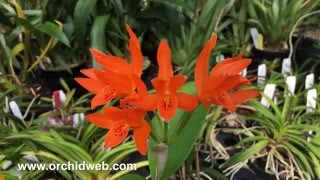 OrchidWeb  Cattleya aurantiaca [upl. by Sirod]