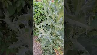 My WEED plant is doing good upeople Marijuana [upl. by Woodsum]