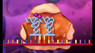 Protein Sentezi  Translasyon  Biyoloji Animasyon [upl. by Graniah]