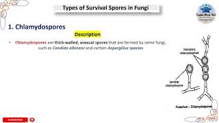 Chlamydospores  Types of Survival Spores in Fungi chlamydia mycology spore microbiology [upl. by Alessandra289]