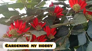 Gul e Nishtar Indian Coral Tree Grow and Care Erythrina Suberosa Beautiful tree گل نشتر کا درخت [upl. by Anjali]