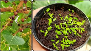 How To Germinate Ficus Religiosa Plants From Seeds  Grow Peepal Tree From Seeds [upl. by Adnilre]