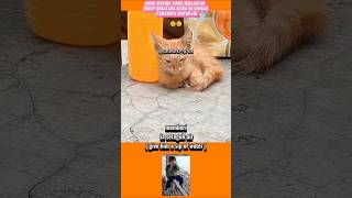 Anak Kucing Terlantar Menahan Kehausan Serta Kelaparan 😥 kucing kitten funny shorts short [upl. by Anikal]