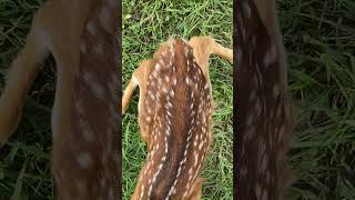 Baby Deer In Our Yard A Day or Two Old [upl. by Elleuqar]