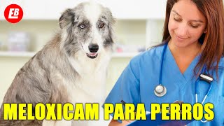 Meloxicam para perros Lo que TODO dueño debe saber [upl. by Meekyh]