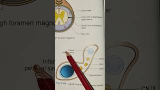 Jugular Foramen humananatomy bdchaurasia medicalstudents utubeshorts [upl. by Jacob]