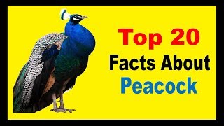 Peacock  Facts [upl. by Refotsirk198]