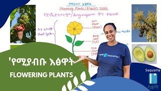 Flowering Plantsየሚያብቡ እፅዋት [upl. by Jepum]