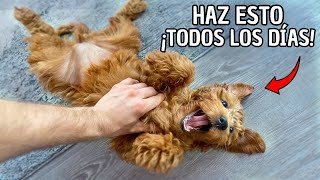 12 Formas Científicas de hacer MUY FELIZ a tu Perro [upl. by Aenehs226]