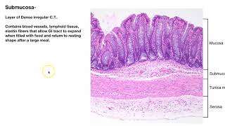 Introduction to Digestive System [upl. by Otineb]