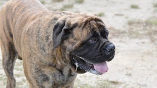 What To Know About Neapolitan Mastiffs Before Buying One [upl. by Eynobe]