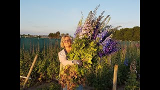 Hilverda De Boer  Delphinium Grower NG Wigchert [upl. by Aibos]