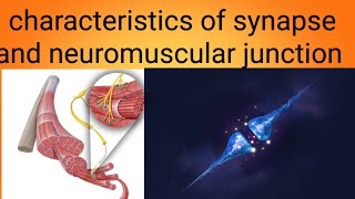 function of neuromuscular junctionphysiology lecture 4 [upl. by Yesdnik]