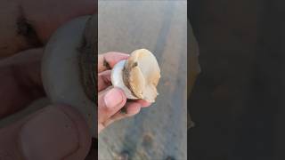 Moon snail seashell at the beach moonsnail seashell beachtreasures shorts [upl. by Namsu]