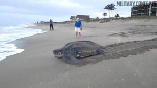 Worlds Largest Sea Turtle running IN 6x SPEED  Giant Leatherback Sea Turtle [upl. by Enelear]