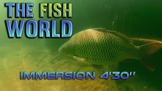 The Fish World  Carpe brochet silure perche [upl. by March337]