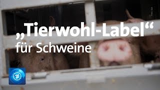 quotTierwohlLabelquot Mehr Platz für Schweine [upl. by Dorinda194]