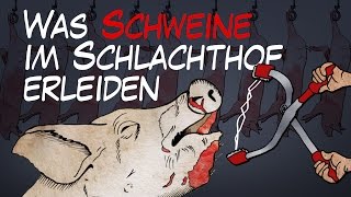 Was Schweine im Schlachthof erleiden  BR24 [upl. by Lerraf727]