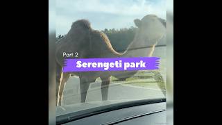 Serengeti Safari Park part2 safaripark shorts triangleviews [upl. by Anuahsal]