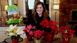 Poinsettia Care Guide ❤️🌿  Garden Answer [upl. by Faith137]