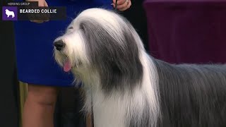 Bearded Collies  Breed Judging 2020 [upl. by Yekim]